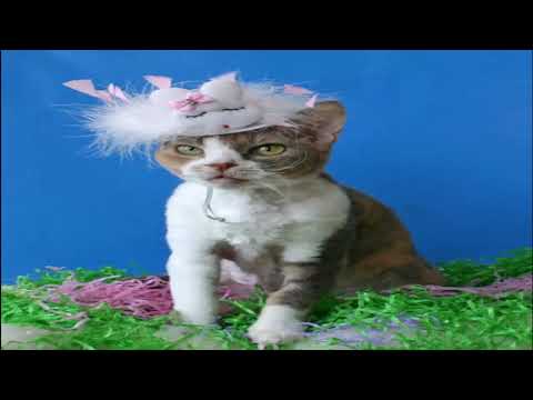 Top 10 Pictures of Angry Easter Cats