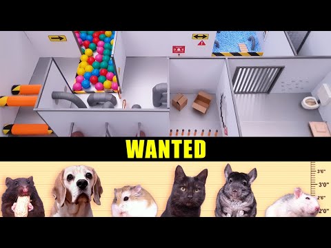 60 seconds PRISON ESCAPE challenge for 6 ANIMALS in real life