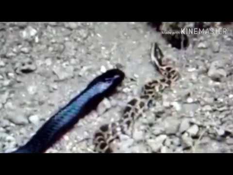 Indigo Snake Eat Python Snake 😰😰😱😱