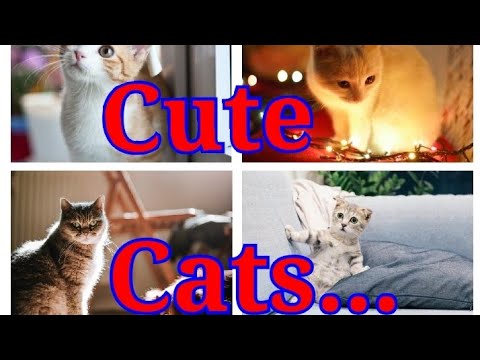 For Cat Lovers #Lovely_Cats #Cute #From_Pexel