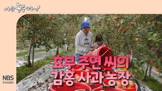 [나는농부다 273회] 효부 주연 씨의 감홍 사과 농장