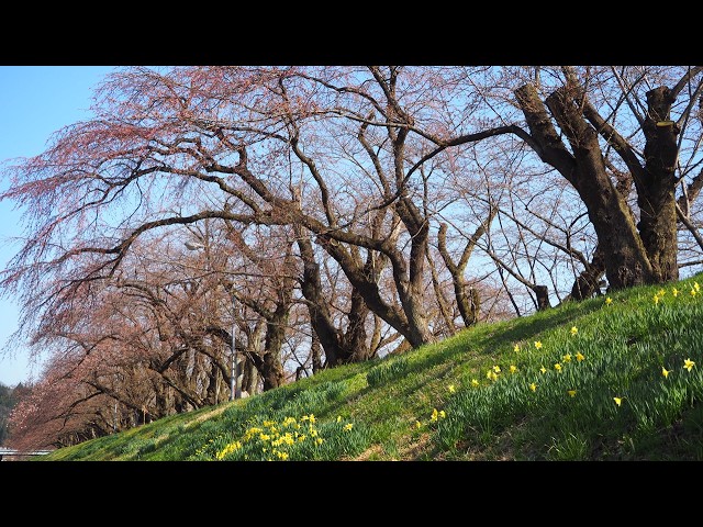2026年【角館の桜】開花状況　4月13日