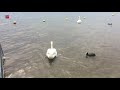 Stedenwijkstrand in Almere mogelijk weg vanwege zwanenoverlast