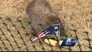Chimney Rock’s Greta the Groundhog predicts early spring