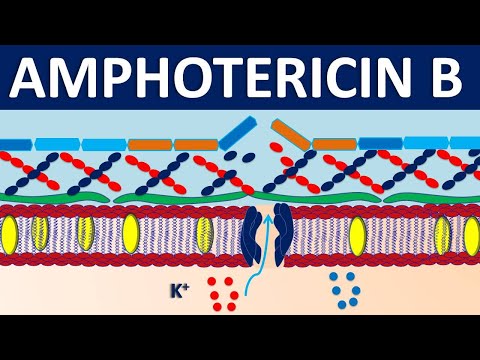 Amphotericin B Emulsion