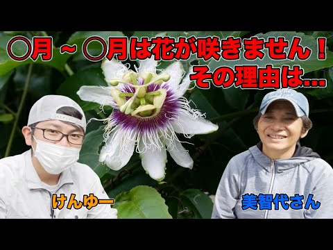 マラクジャとパッションフルーツ: 違いは何ですか? 植物