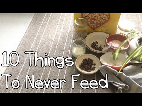 10 Things Never To Feed To Your Rabbit