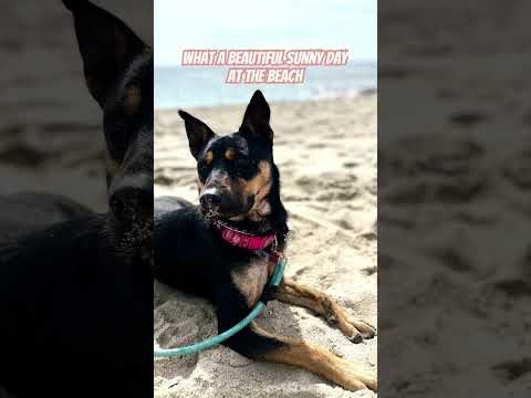 What a beautiful day at the beach #slay#swag #germanshepherd #hemi #preppy #cute#dog