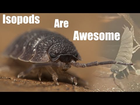 Svinka drsná (Porcellio scaber) — terárium, kŕmenie a správanie
