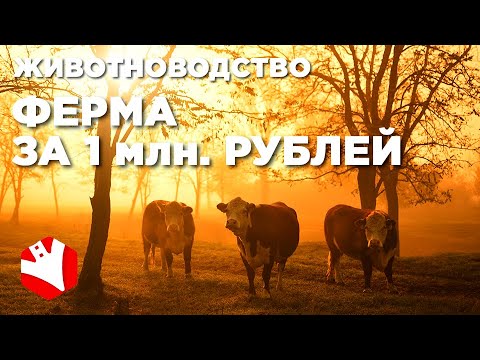 , title : 'Ферма за 1 млн. рублей | Мясное животноводство | Фермерское хозяйство с нуля'