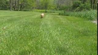 Video preview image #6 French Bulldog Puppy For Sale in FORT LAUDERDALE, FL, USA