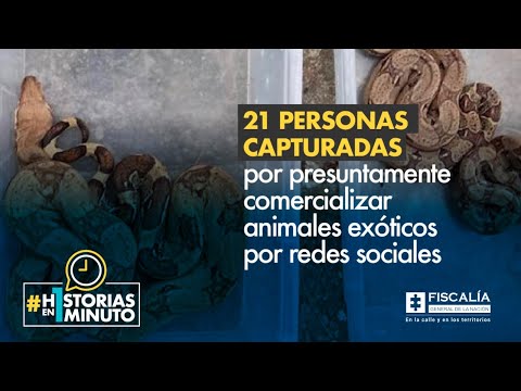 21 personas capturadas por presuntamente comercializar animales exóticos por redes sociales