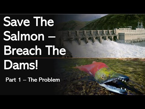 Save The Salmon - Breach The Dams  Part 1: The Problem