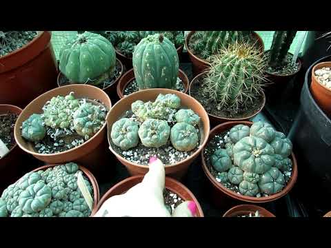 Our Lophophora Cacti 'The Peyote Cactus' Complete Collection Tour
