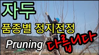 자두 전지전정ㆍ나무 품종 마다 좀 달라요. Pruning