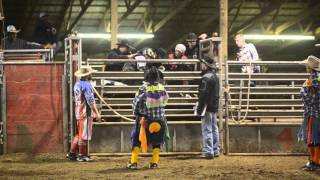preview picture of video 'Chase Bull Ride #2'