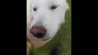 Video preview image #1 Great Pyrenees Puppy For Sale in Spring, TX, USA