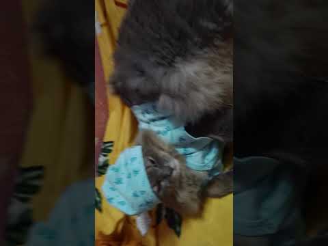 Farah, fahmi, Diya,😀🥰🥰😊😊🤩#cat #cute #catlover #cutecat #youtubeshorts #trending #funny