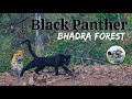 Rare Black Panther In The Wild Bhadra Tiger Reserve Safari In Karnataka India 4K