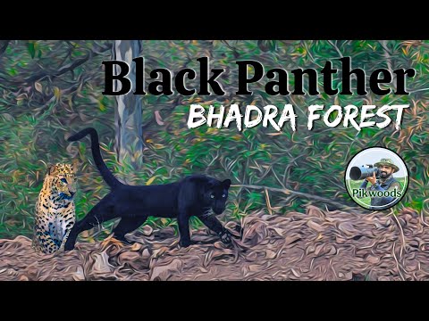Rare Black Panther in the wild | Bhadra Tiger Reserve safari in Karnataka India 4K