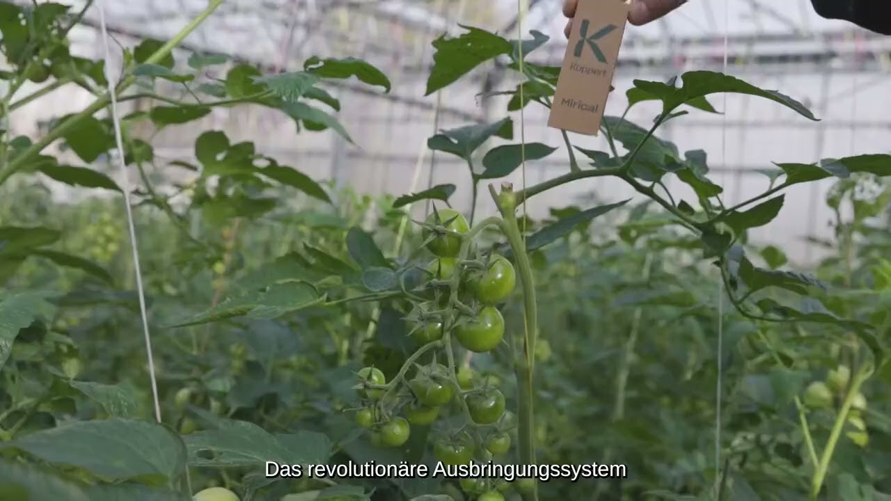 Video preview poster