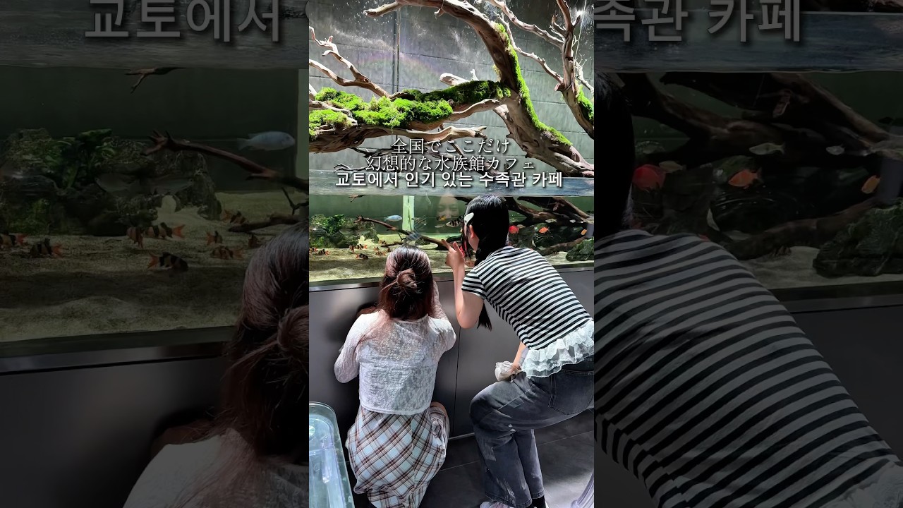 일본 유일의 수족관 카페, 교토에서 인기 만점
