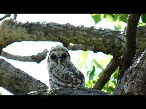 Baby Barred owl Branching
