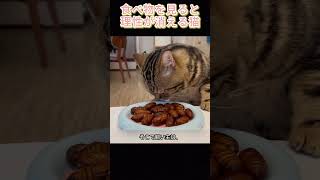 食べ物を見ると理性が消える猫#猫 #七宝 #猫動画 #食いしん坊猫 #面白い猫 #ペット動画 #猫好きさんと繋がりたい #癒し動画 #動物動画 #可愛い猫