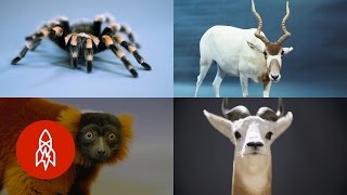 These 8 Unique Creatures Are As Rare As They Are Fascinating