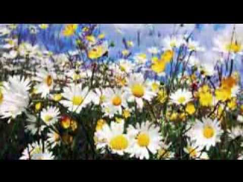 "JACARANDÁ  "    MICHELE ALVES