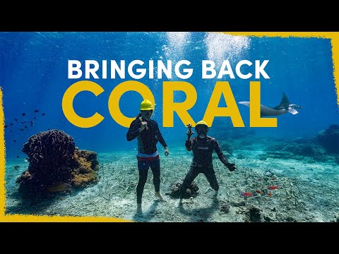 We're restoring a dying coral reef - here's how