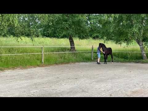 Plexus MHB, 5 months old