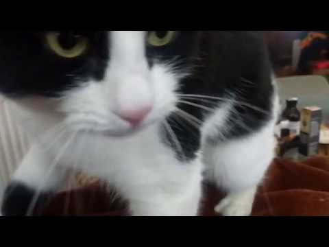 Smudge the cat kneading (pawing) with all four paws.