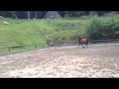 Hengstfohlen von Saint Cyr x Freudenfest