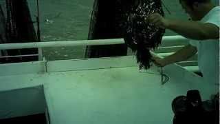 Wild Georgia Shrimp - Catch of the Day on The Lady Jane