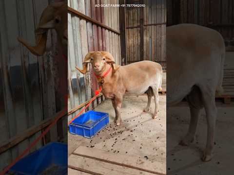 Menda kisko pasand hai ♥️ #bakraeid #bakraeid2025 #bakraeidspecial #bakra #goats #trending #biggoats