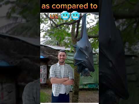 things that are bigger than your think. #bats #bigestdoor #shortsfeed #viralshorts .pls subscribe 😭😭