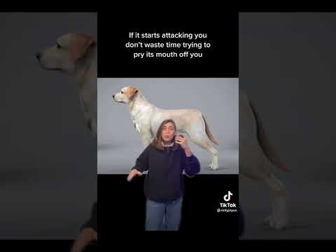 advice that can save your life | onlyjayus tiktok | #shorts #funny #dog #space