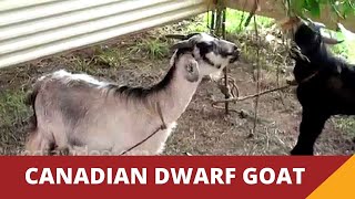 Canadian Dwarf Goat 