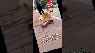 Dog street skate 🛹🛹. #trend #alanwalker #dog