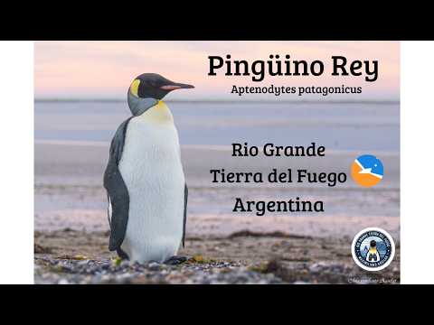 Encuentro cercano con un PINGÜINO REY en Río Grande | Observación respetuosa en Tierra del Fuego.
