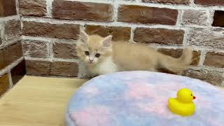 マンチカンの動画01