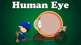 Human Eye | #aumsum #kids #science #education #children