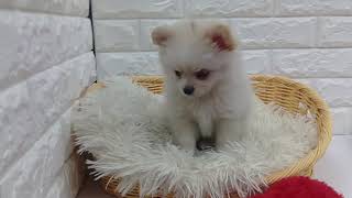 ハーフ犬の動画01