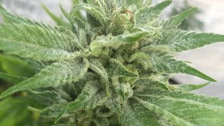 Tutorial- Treating Powdery Mildew in a Marijuana Garden, Flowering Week 7