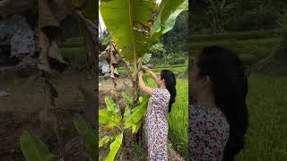 Download lagu wilujing Siang baraya #rismanirmalasari #dailyvlog #villagelife #viral #shorts #fyp mp3
