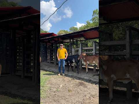 Postulación Agroemprende 2.0 Jóvenes Cundinamarca Ganadería María del Rosario Caparrapí.