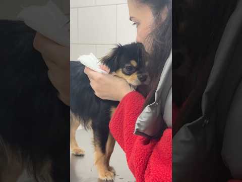 Успела спасти собаку