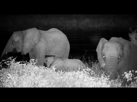 Elephants in the night with water games and family time 2/23/26