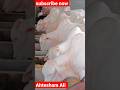 Cow Mandi 2023 Vlog 03